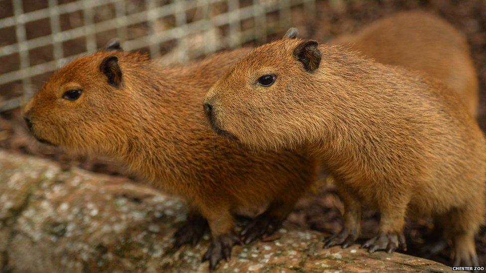 Capybara babies