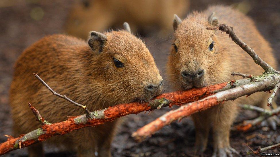 Capybara babies gnawing on wood.