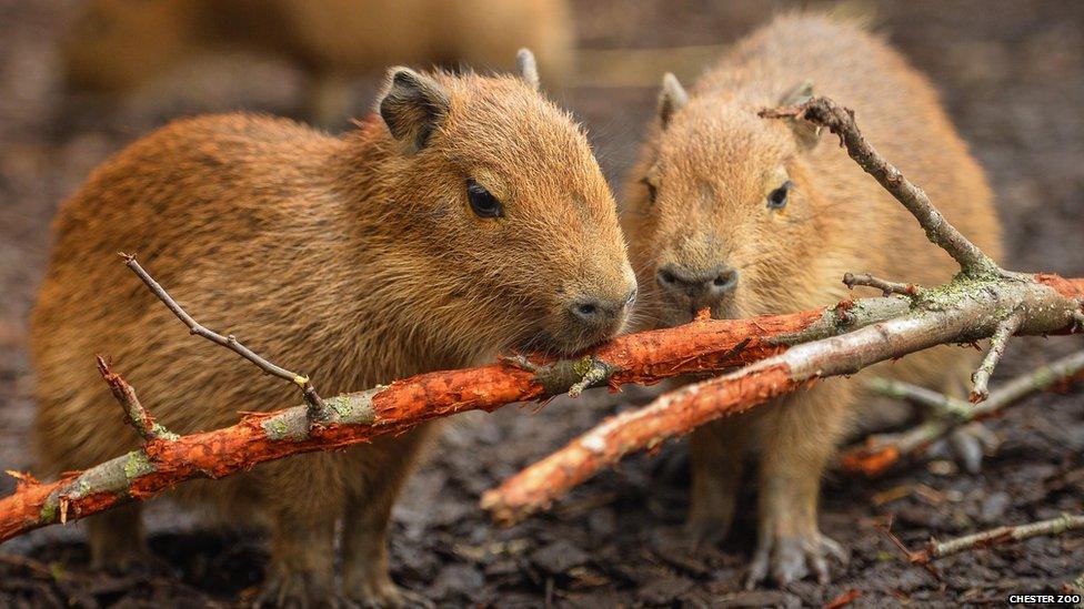 Capybara babies