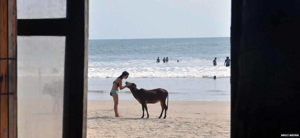 Woman and bull calf