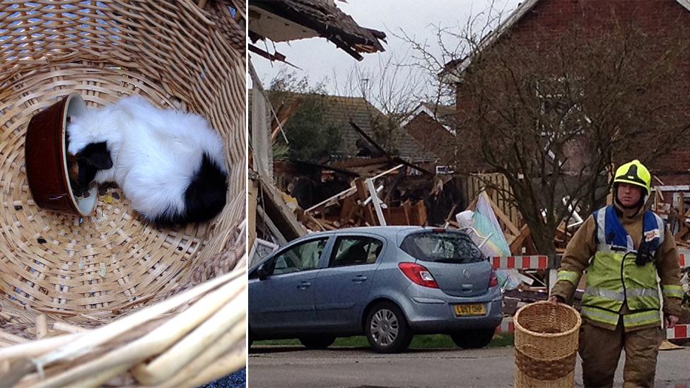 Guinea pig rescued from rubble of explosion in Clacton