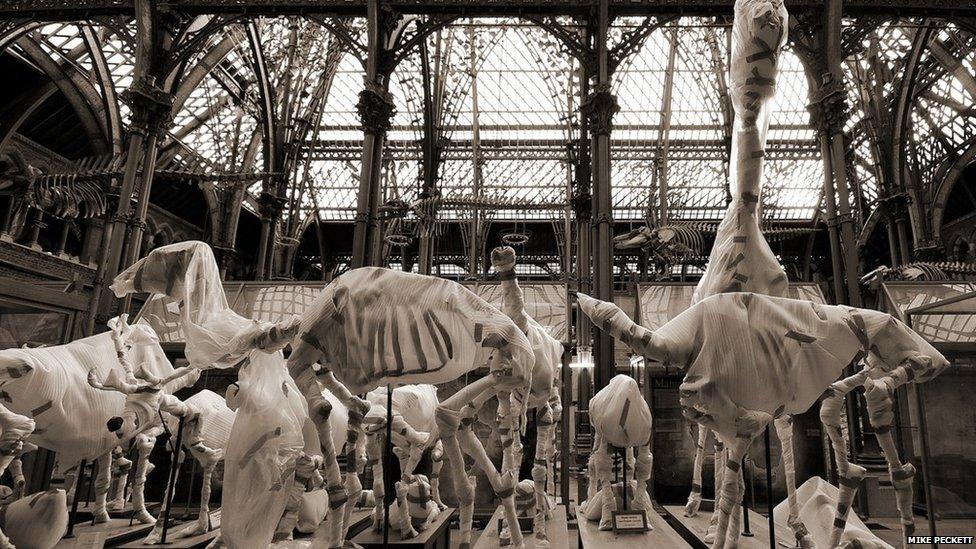 Dinosaur exhibits covered in museum