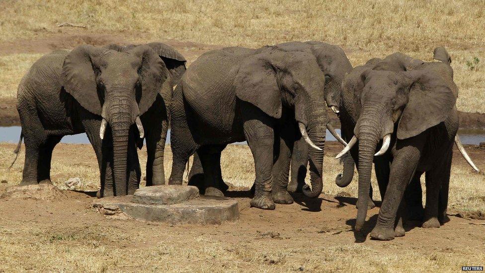 Elephants by watering hole