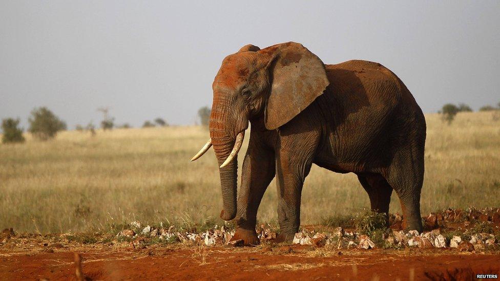 An Elephant
