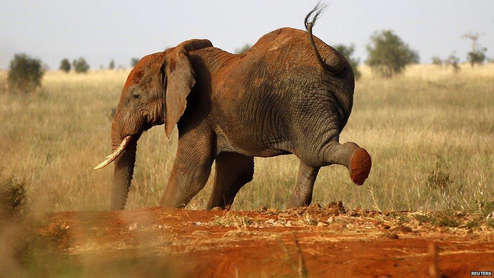 A stretching elephant