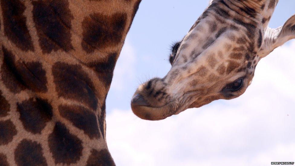 Giraffe in South Africa