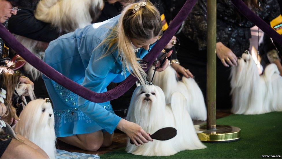Westminster Dog Show
