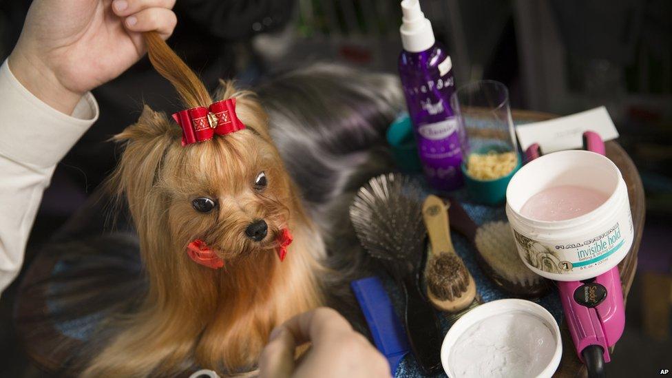 Westminster Dog Show