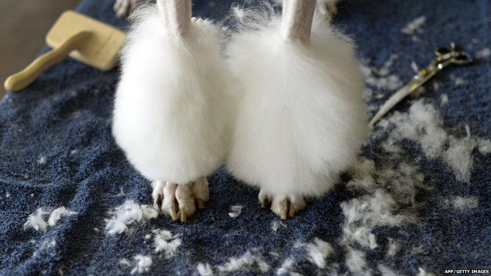 Westminster Dog Show