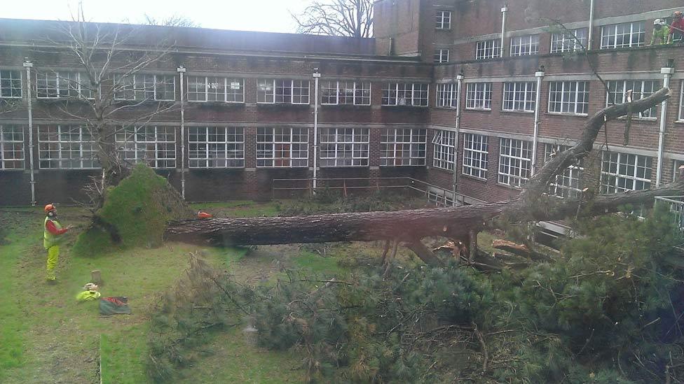 Uprooted tree in school quad