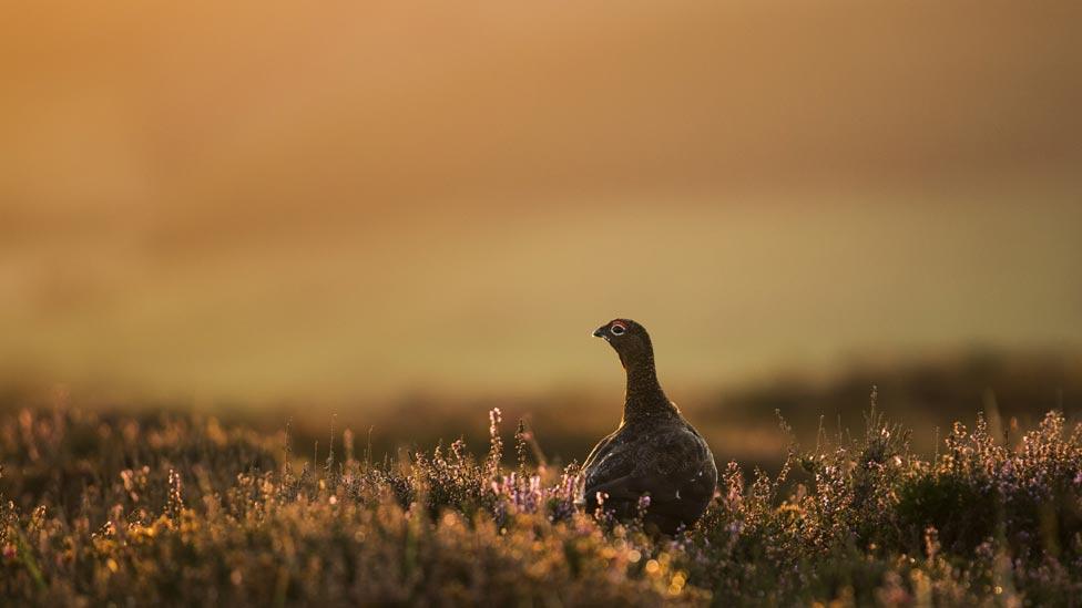 Red grouse