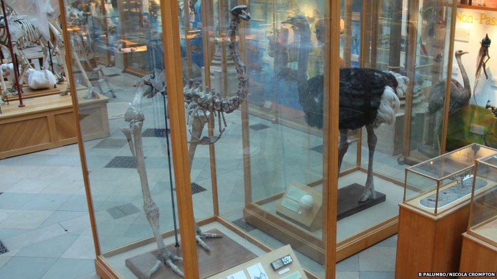 Moa exhibit