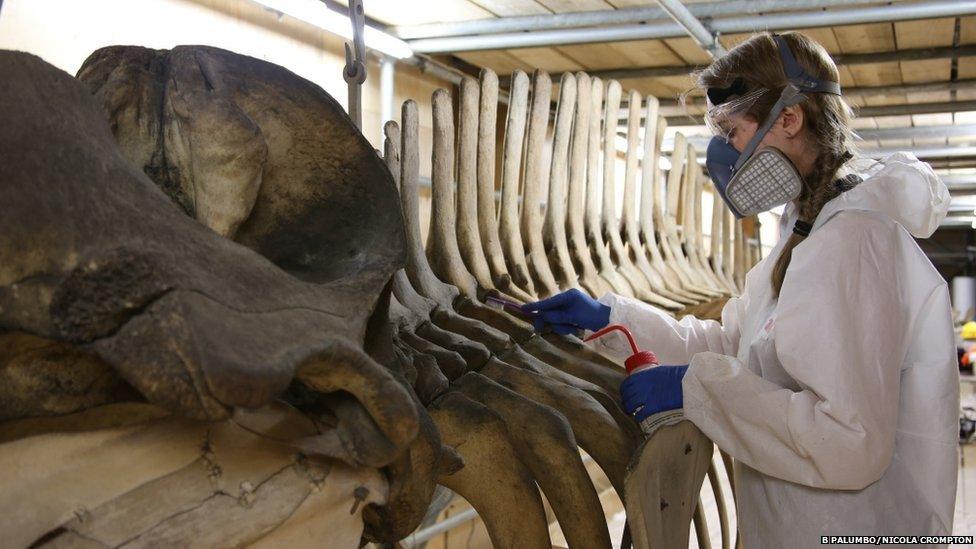 Cleaning a whale skeleton