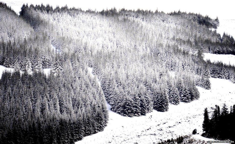 Snow covers the trees at Kielder in Northumberland