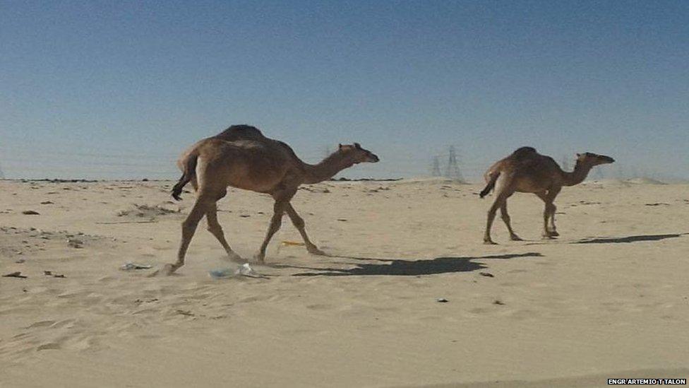 Camels in the desert, Saudi Arabia.