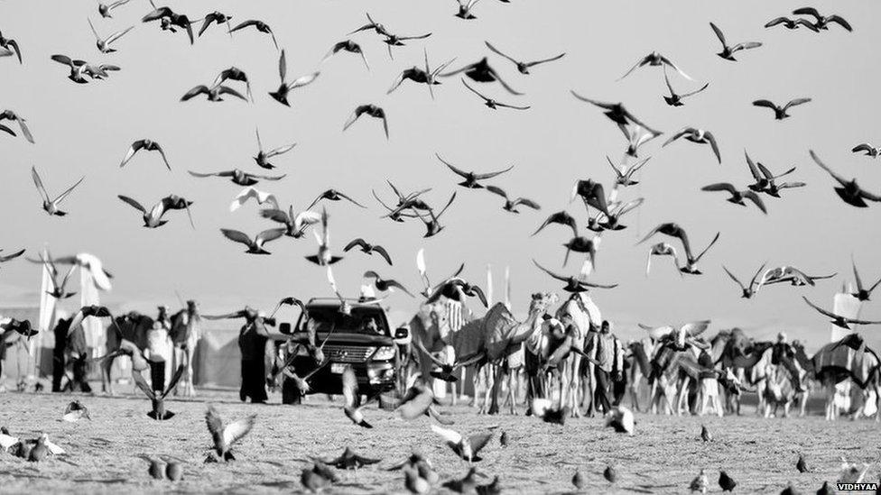 Vidhyaa from Dubai took this picture of birds in flight with camels in the background in Abu Dhabi, United Arab Emirates