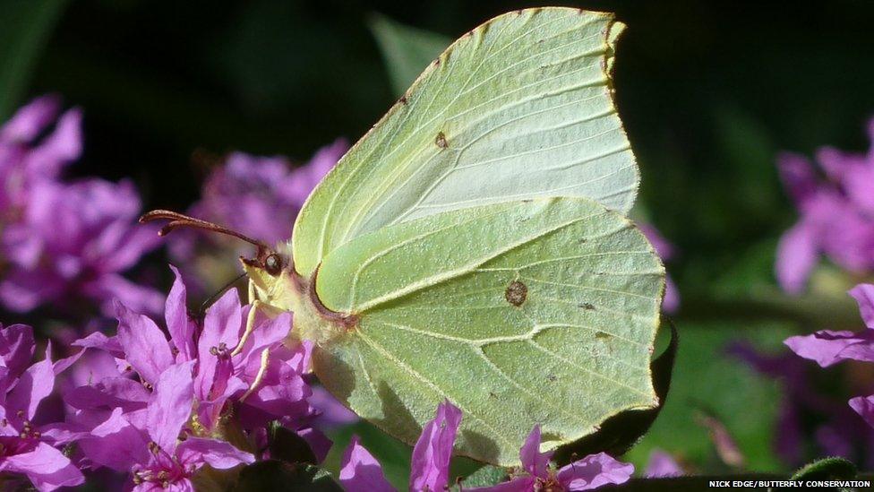 Brimstone butterfly