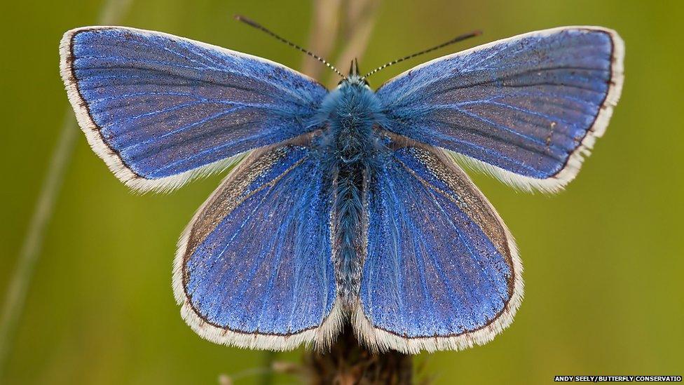 common blue