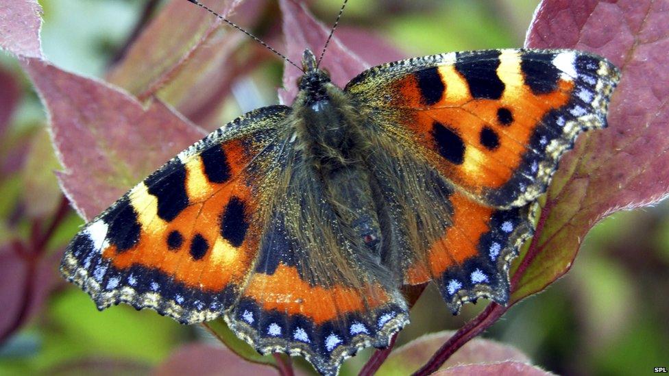 tortoiseshell butterfly