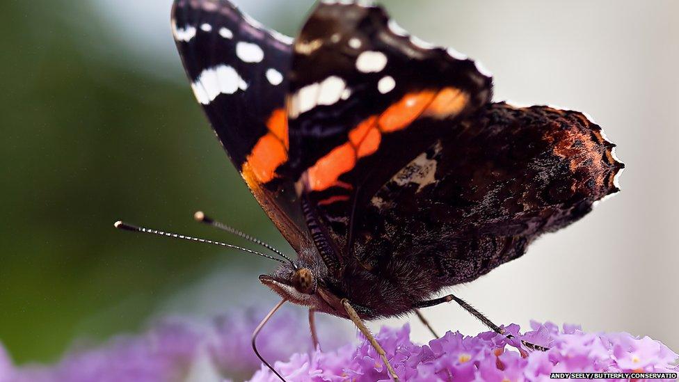 red admiral