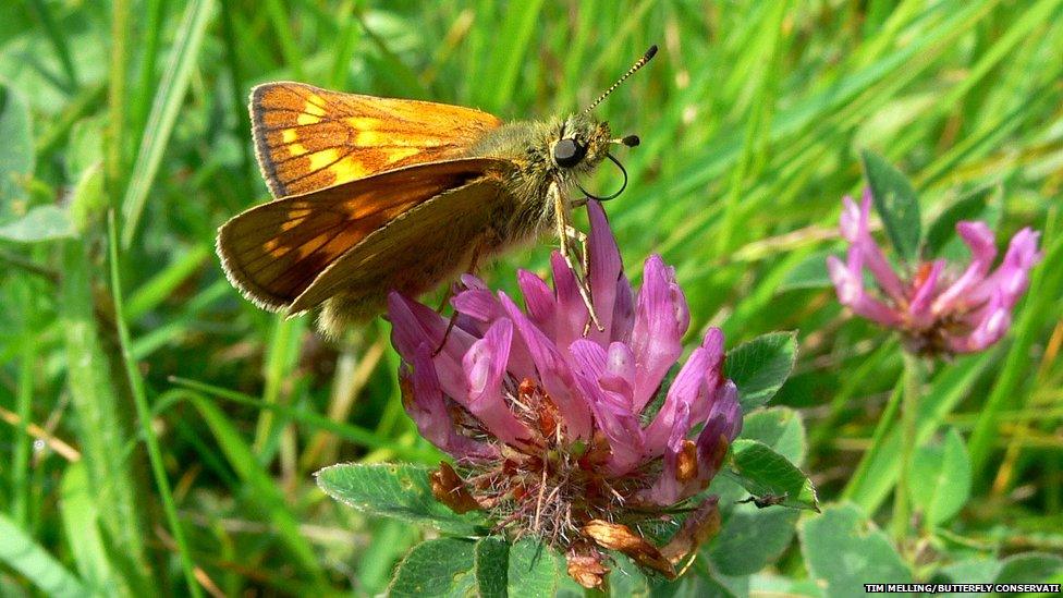 Large skipper butterfly