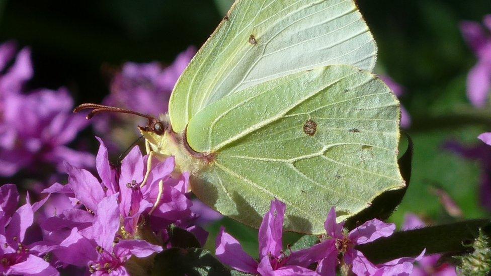 Brimstone butterfly