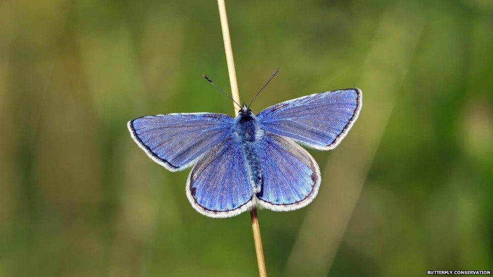 common blue