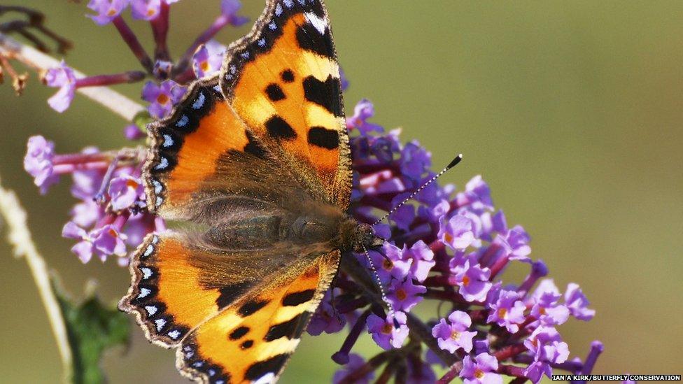 tortoiseshell butterfly