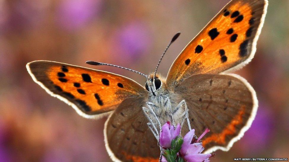 small copper butterfly