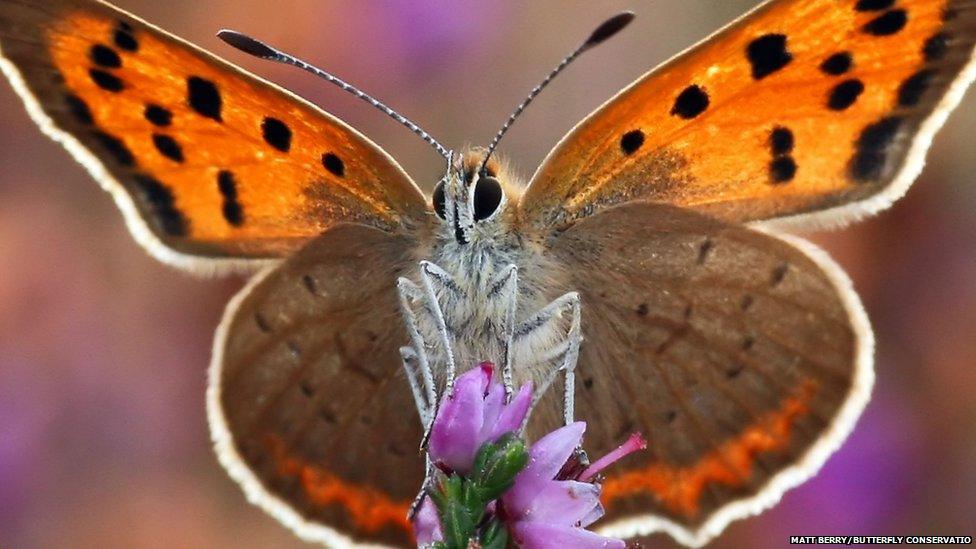 small copper butterfly