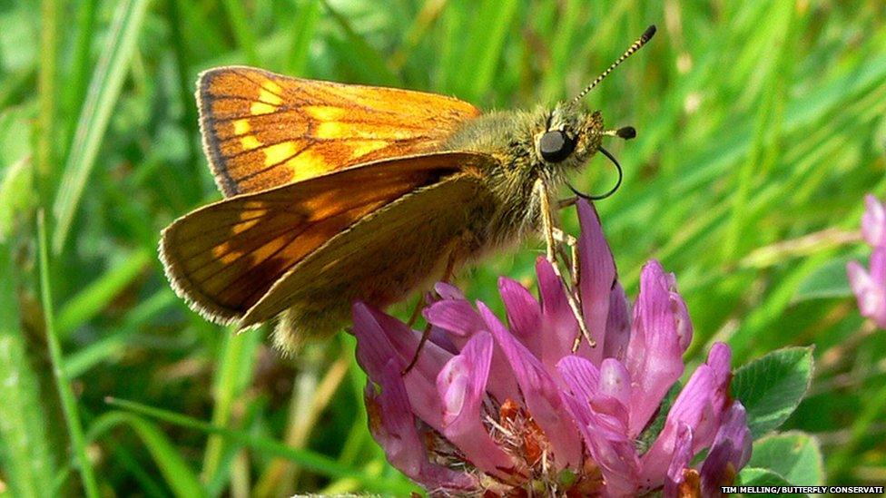 Large skipper butterfly