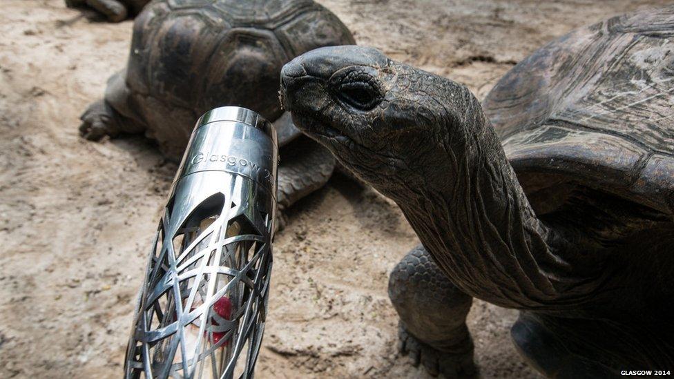 The Aldabra Tortoises on Mahe Island, Seychelles come face-to-face with Queen's baton.