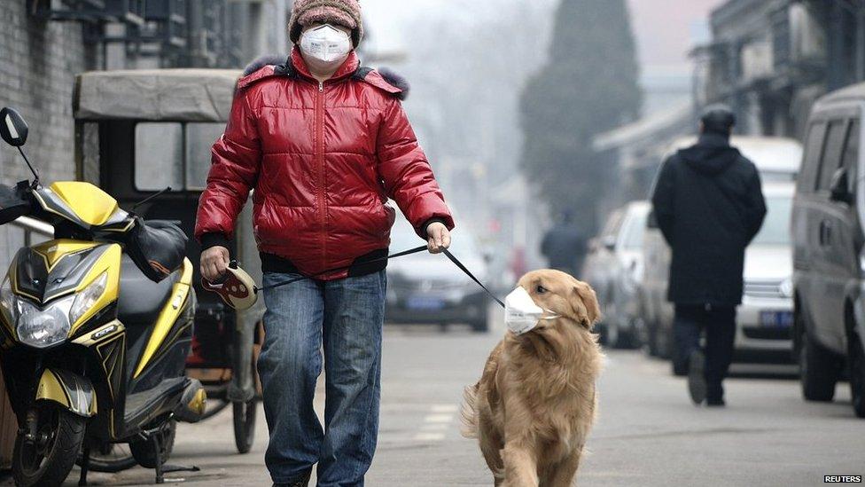 A man and his dog, both wearing masks, walk along a small alley on a hazy day in Beijing on 23 February 2014