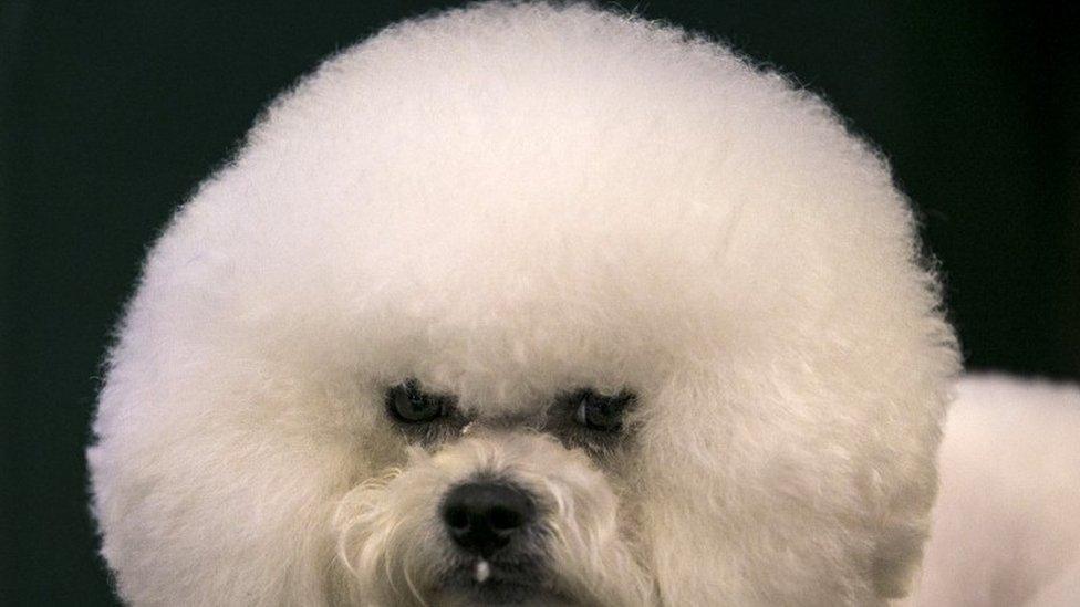 Bichon Frise