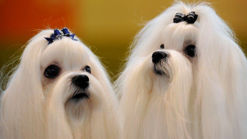 Maltese dogs