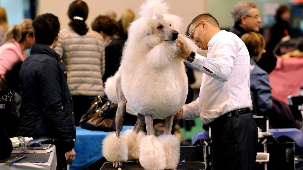 Poodle
