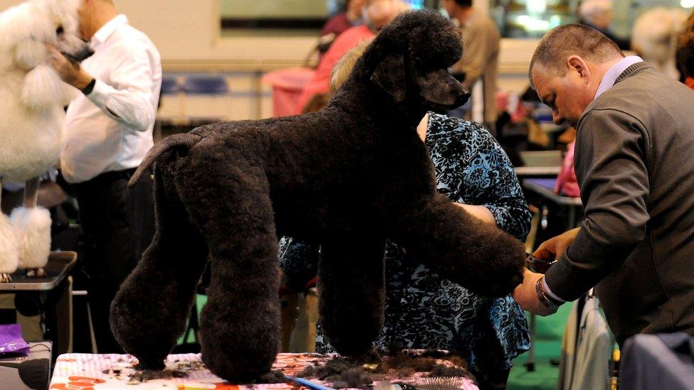 Poodle