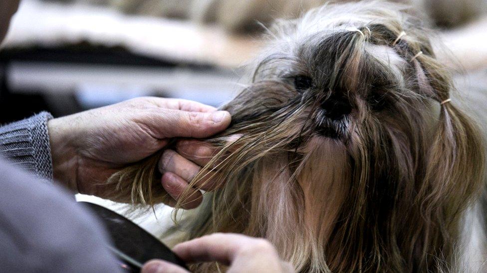 A Shih Tzu