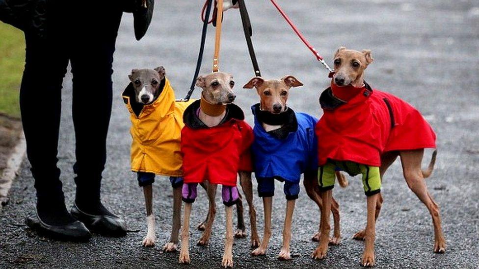 Dogs in dog coats