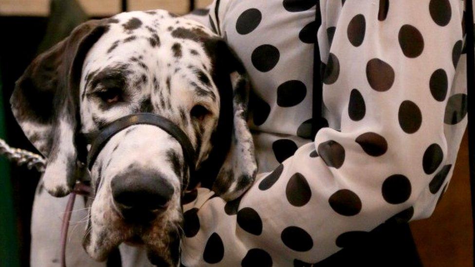 Dalmatian