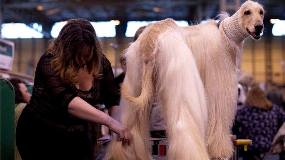 An Afghan hound