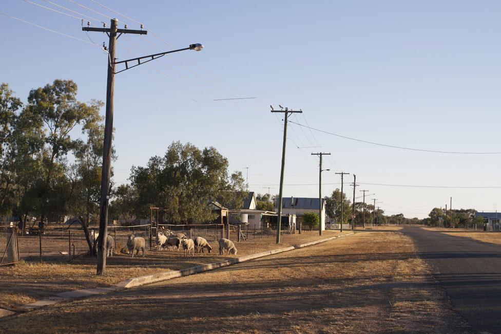 Sheep in Carinda