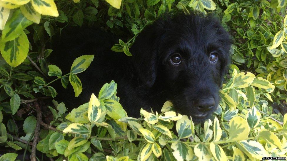 A dog peering out of a hedge