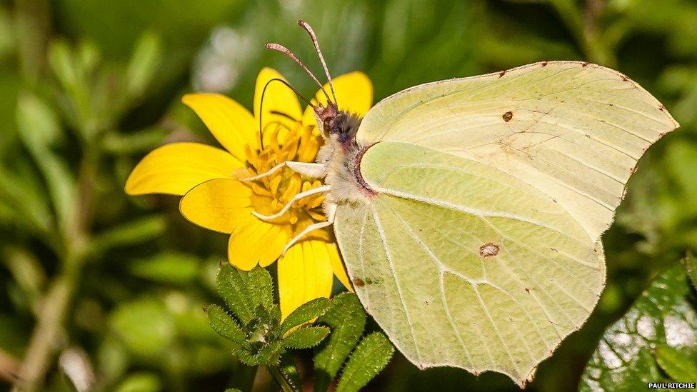 Brimstone butterfly feeding