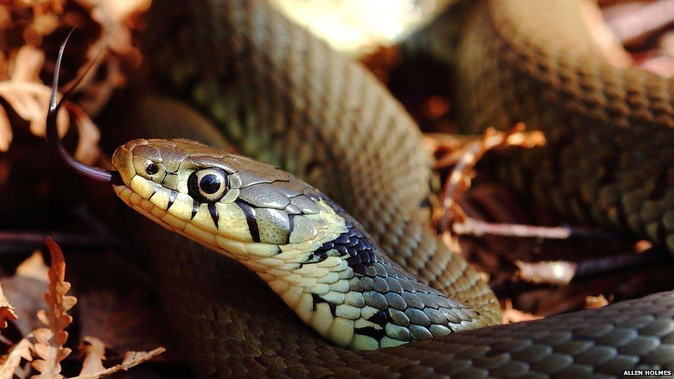 Grass snake basking