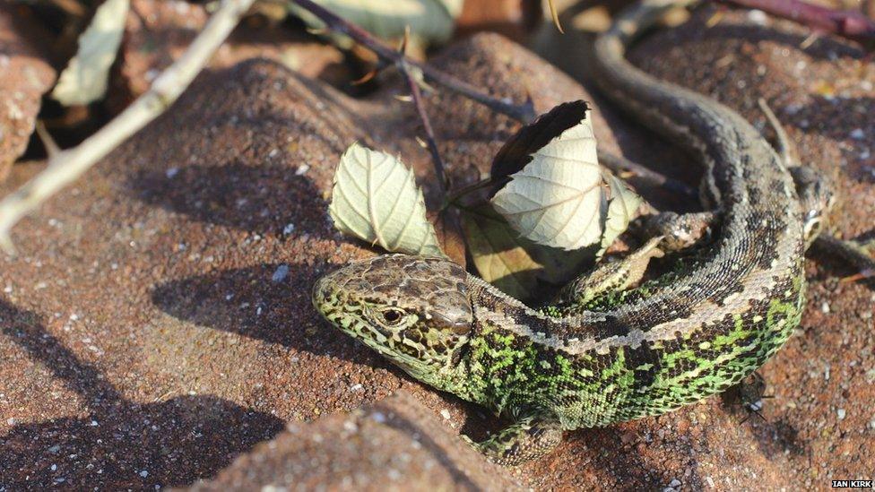 Sand lizard in mating colours