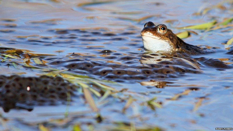 Frog with spawn