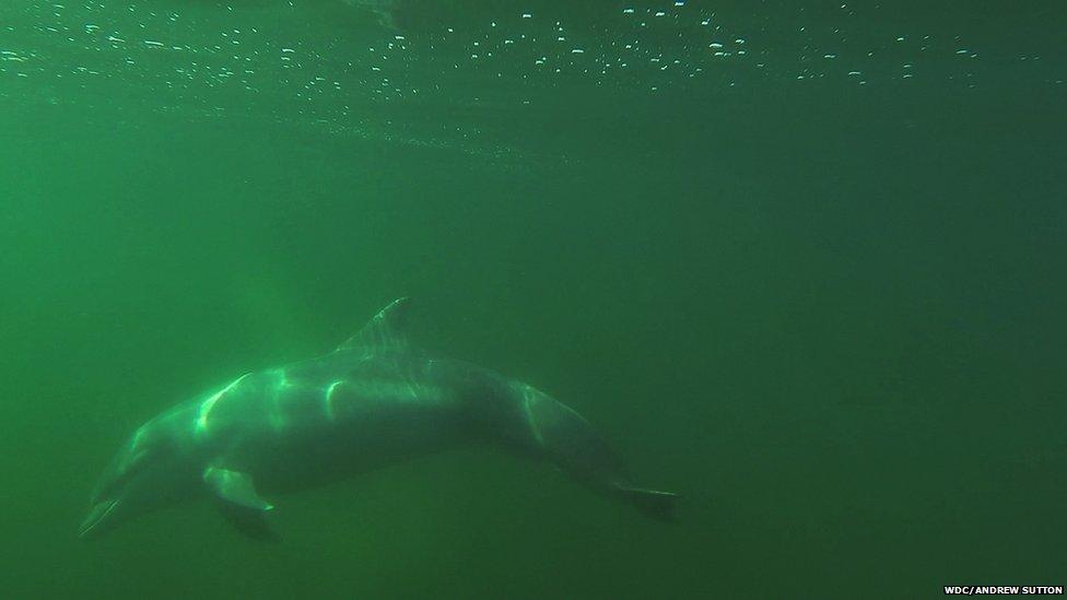 Bottlenose dolphin