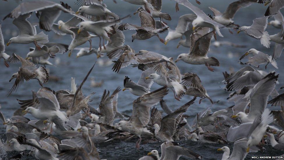 Gulls