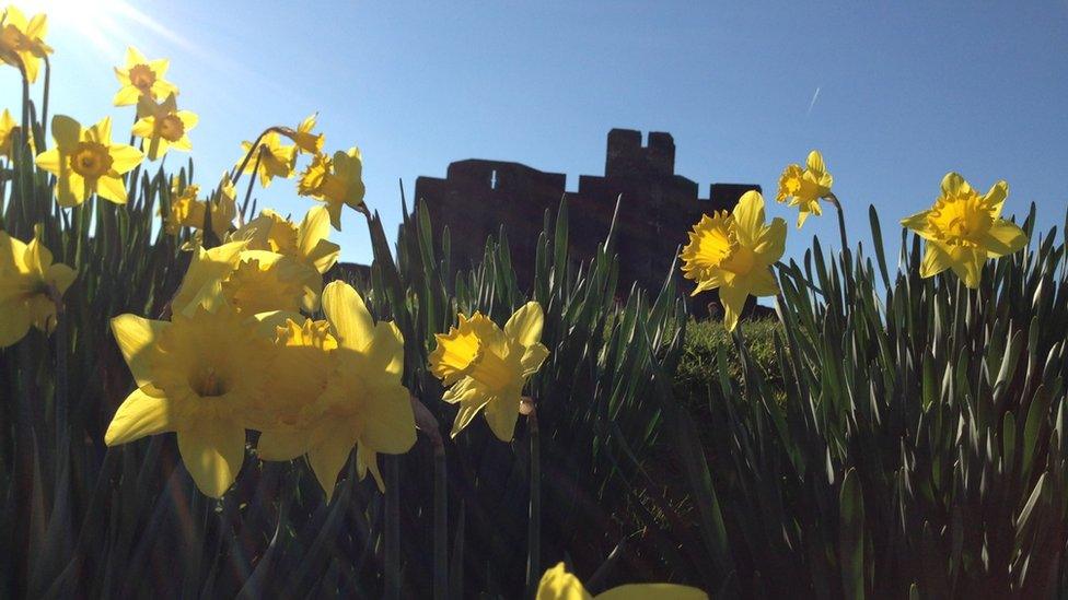 Jane Hurley, from Porthcawl, took this photo of daffodils in front of Caerphilly Castle on a beautiful spring day.